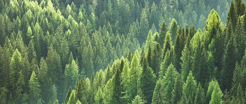 HeaderSustainableForestry1060x450px